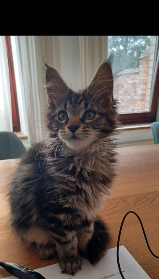 Maine Coon Kitten - noch 2 Kater und Katze - Maine Coon - Delbrück