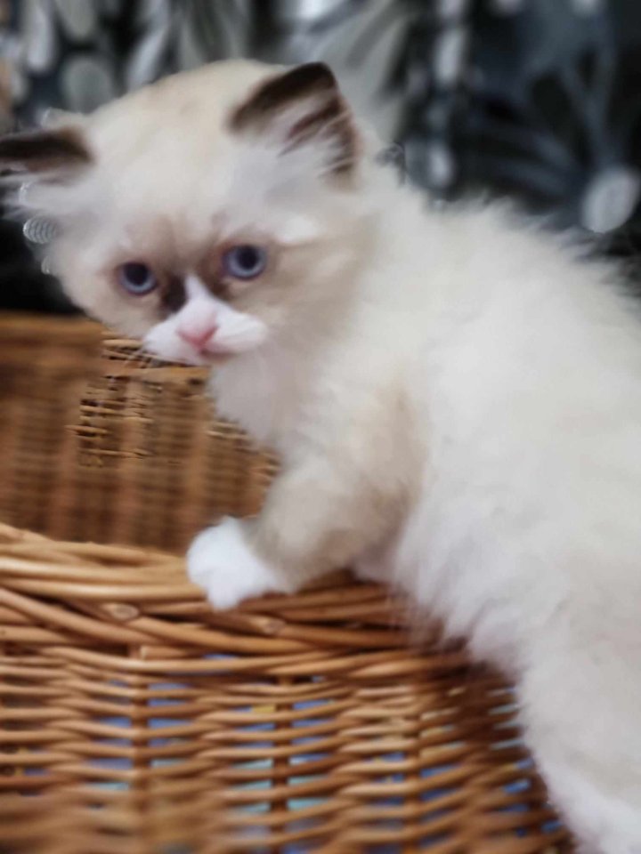 Ragdoll Kitten aufgabebereit - Ragdoll - Trossingen-Schura