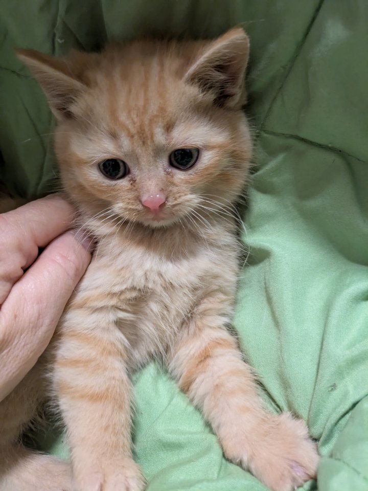 PerserMixKitten weiblich - Mischling - Gerolzhofen