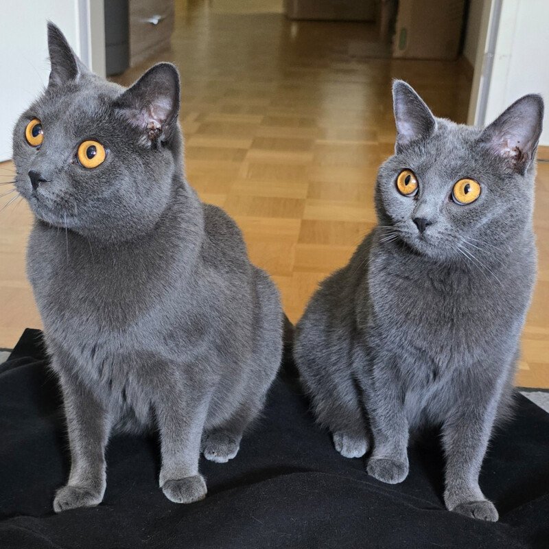 LADY GHOST und MASTER SHAKE werden gemeinsam vermittelt - Chartreux, weiblich/mä - Mischling - Lauf an der Pegnitz
