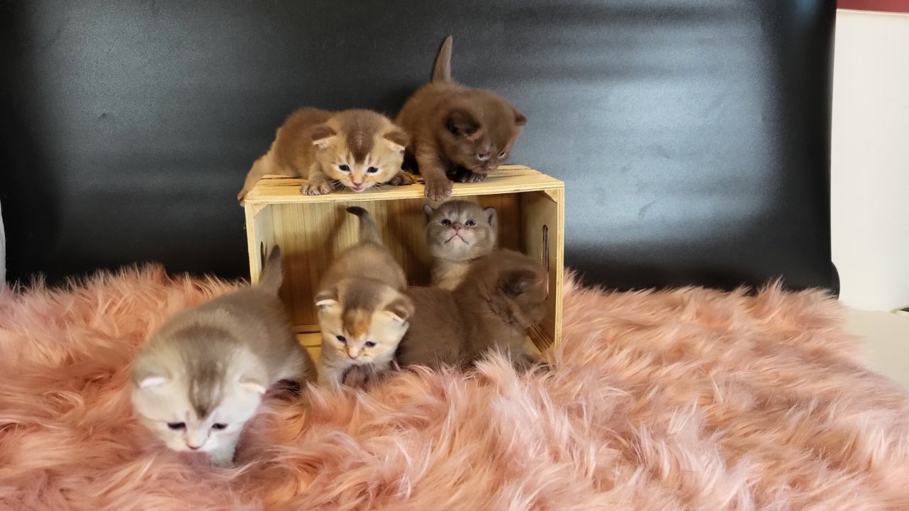 Bkh Kitten in seltener Farben.Stammbaum - British Kurzhaar - Berlin