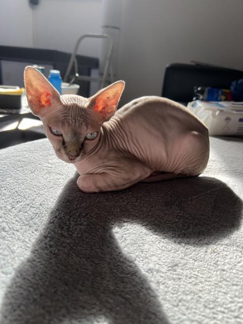Canadian Sphynx Katze - Sphynx - Schwalmtal 