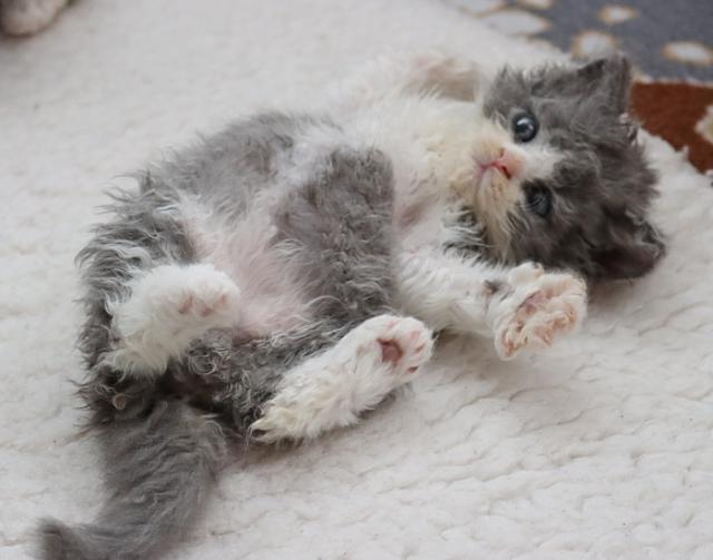Bezaubernde Selkirk Rex Kitten - Selkirk Rex - Witten