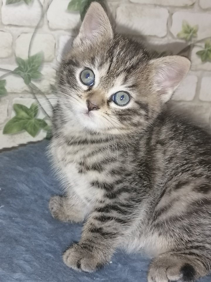 BKH Baby’s Katzen ab 04.07.24 abholbereit - British Kurzhaar - Mechernich