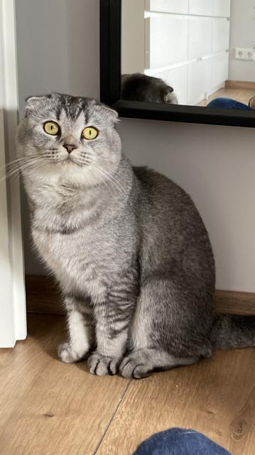 Scottish fold Kater Katze männlich  - Scottish Fold - Düsseldorf 