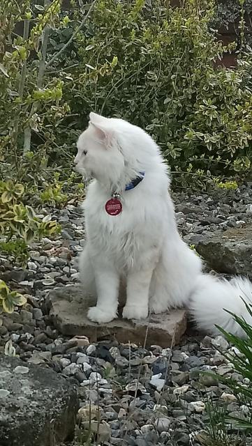 Ragdoll  gesunder Deckkater Sepia/Solids Zeichnung creme / red - Ragdoll - Hessen - Schauenburg