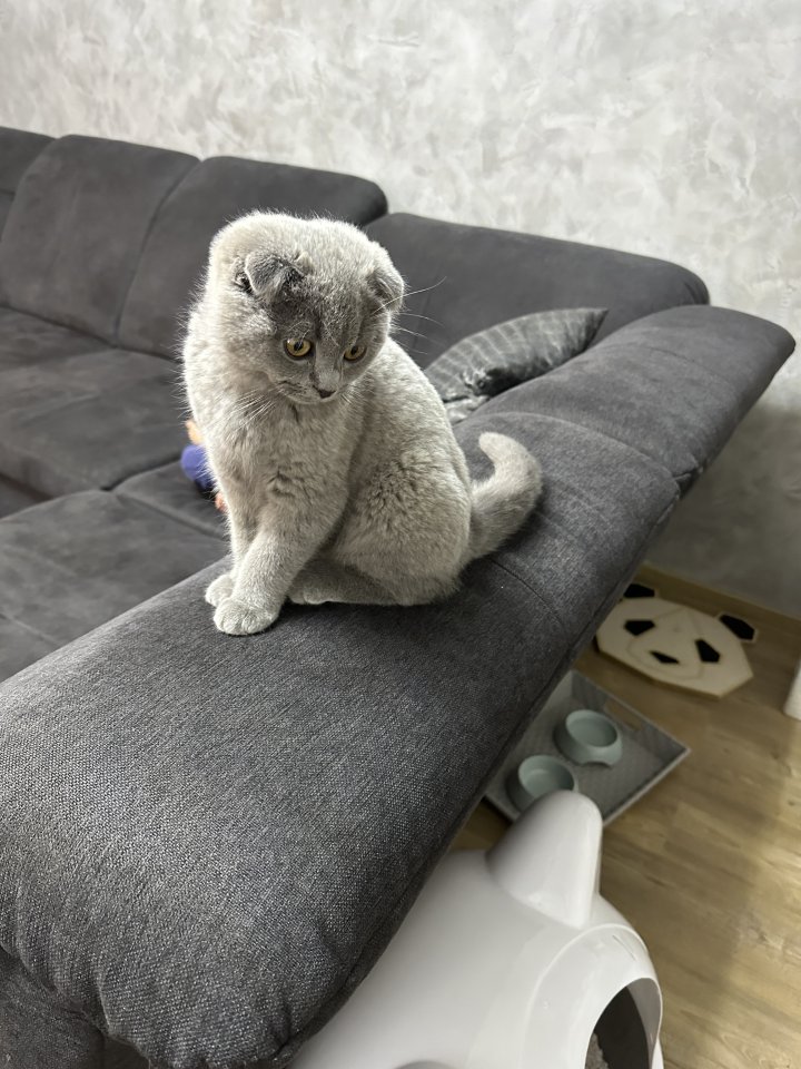 Britisch kurzhaar kitten bkh   - Hauskatzen - Leverkusen 