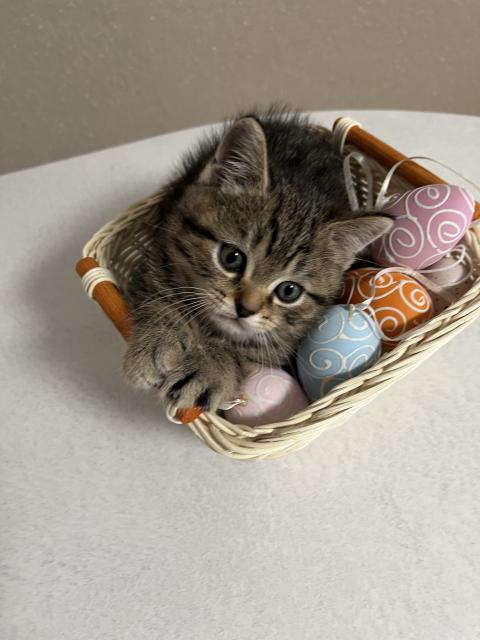 Bkh kitten Black Silver Tabby cl.Whiskas mit Stammbaum ?? - British Kurzhaar - Lüneburg 