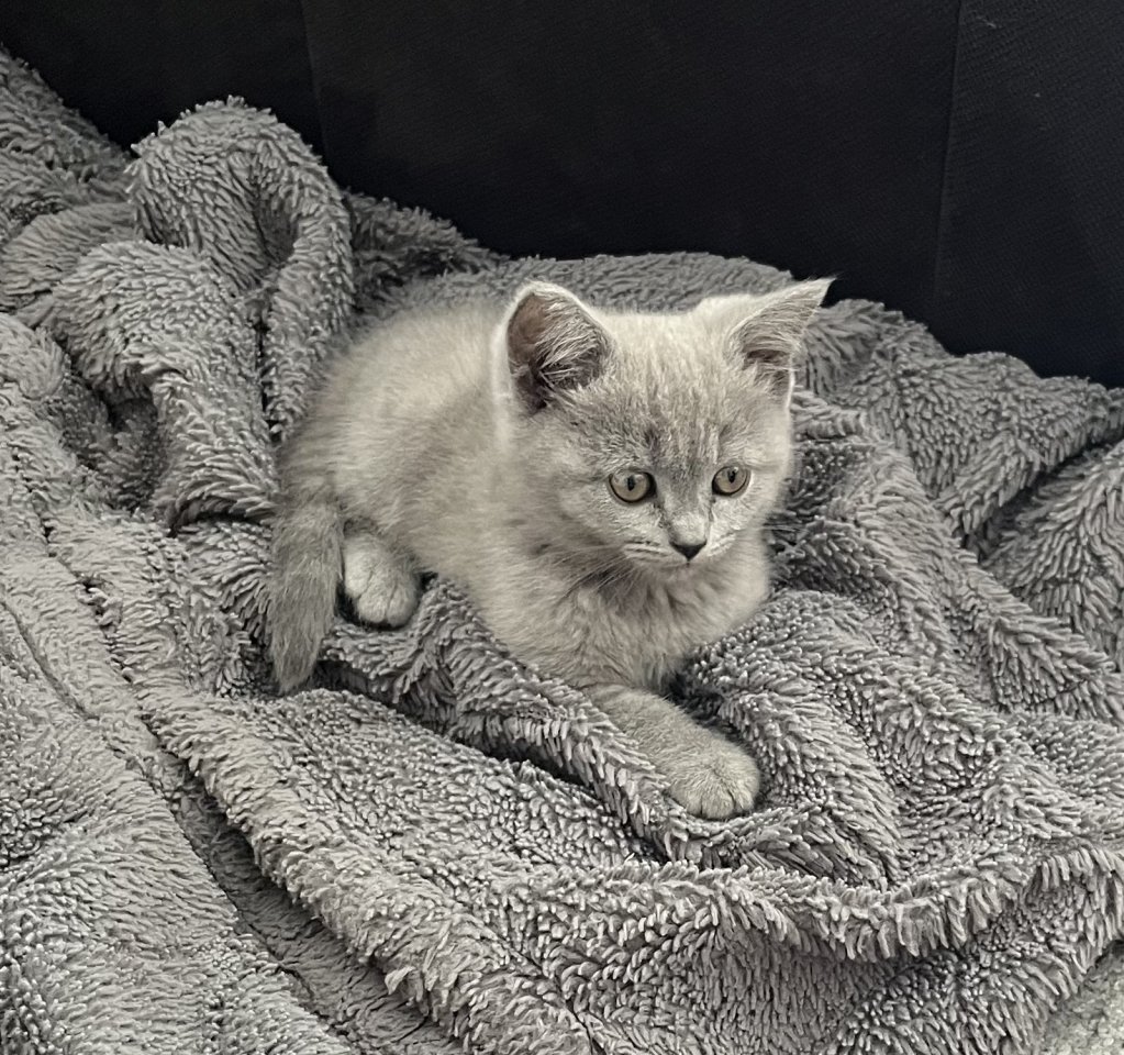 BKH Kitten Blue Katzenbaby grau - Hauskatzen - Sindelfingen