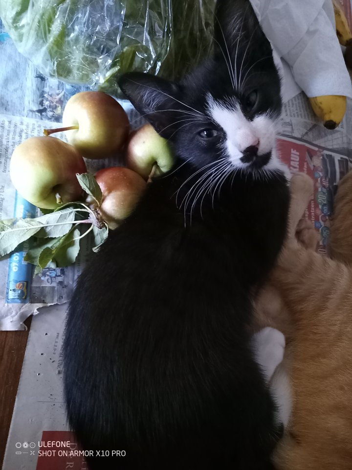 Süße kleine Kätzchen - Hauskatzen - Pirow