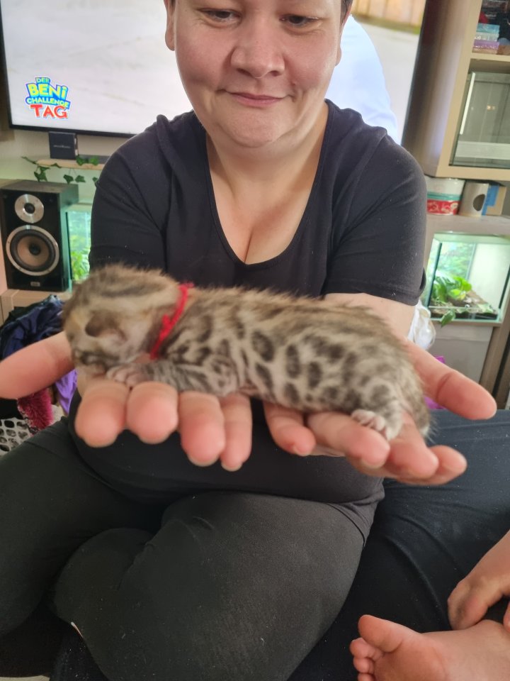 Bengal bengalkatze bengalkitten - Bengal - Bahlingen