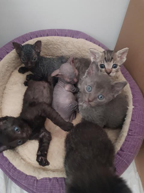 Katzen  Babys  - Sphynx - Obenburg am.Main 