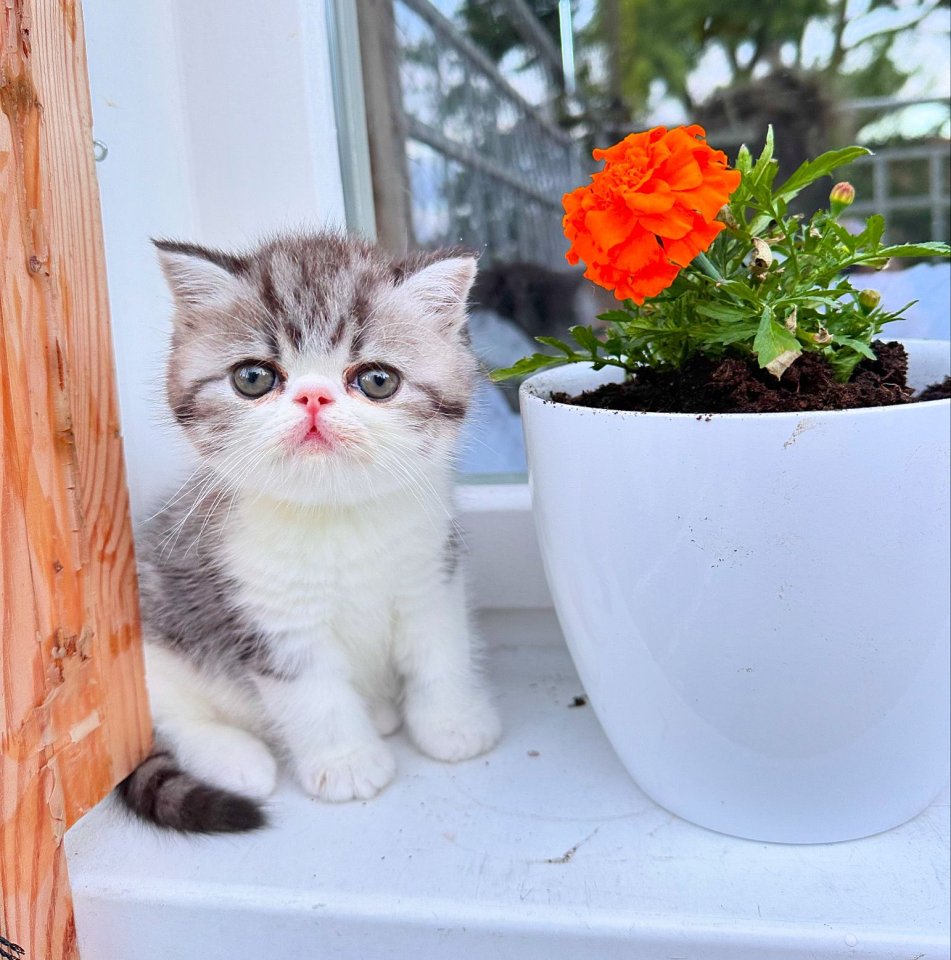 Exotic Shorthair Kitten (männlich): Fibie sucht eine neue Familie - mit Stammbau - Exotic Shorthair - Köln