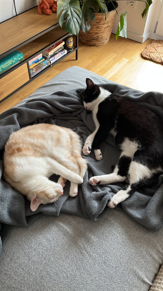 Zwei zuckersüße Katzen - Hauskatzen - Regensburg