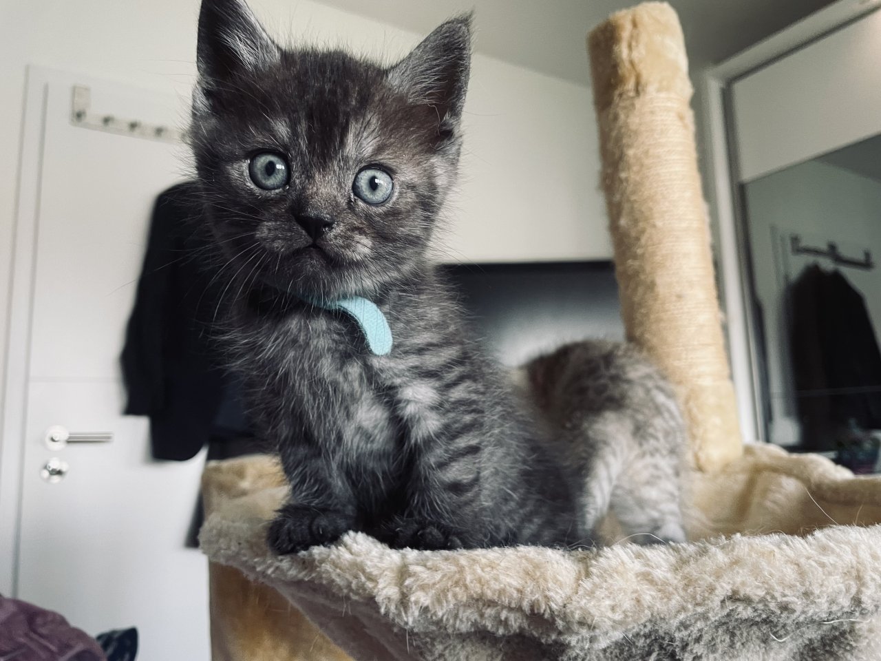 Noch 5: BKH/BLH Mix Kitten - Mischling - Ingolstadt 