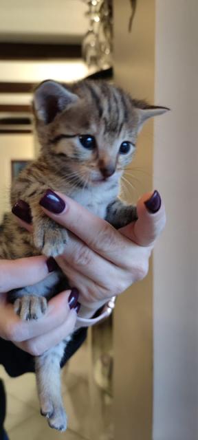 Wir haben immer mal wieder sehr Typvolle Savannah Kitten abzugeben. - Katzen Sonstige - Börnsen bei Hamburg 