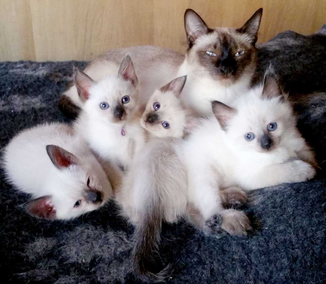 Siamkitten - Old Style Siamese (Wichien-Maat) - Siam - Oldenbüttel