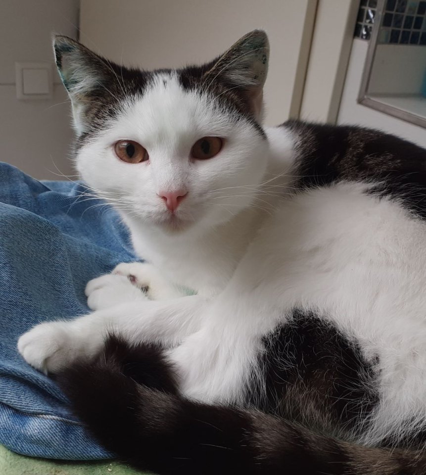 Tony – verschmuster Kater sucht dringend liebevolles Zuhause! (aus dem Tierschut - Freigaenger - Kissing