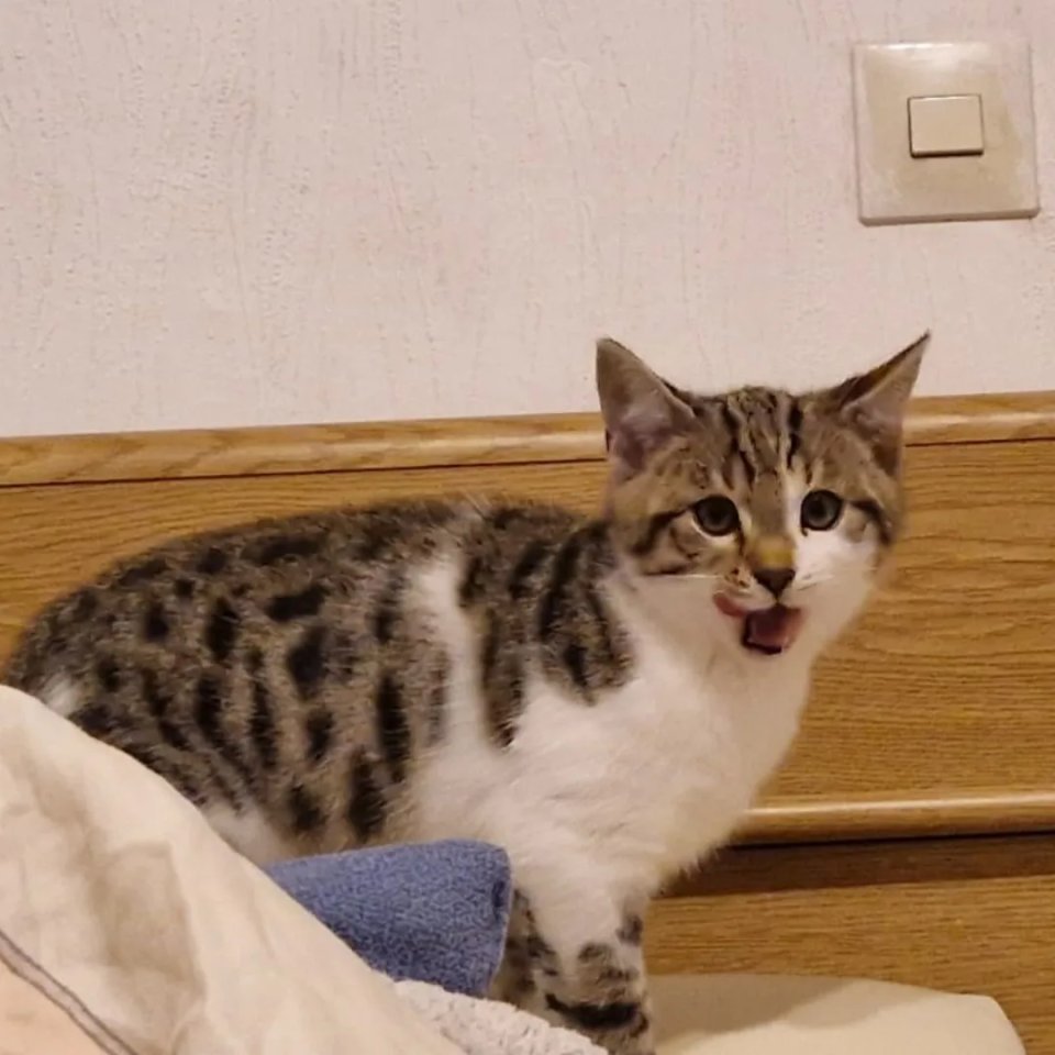 Bengalmixbabys suchen ein zuhause - Mischling - Redwitz