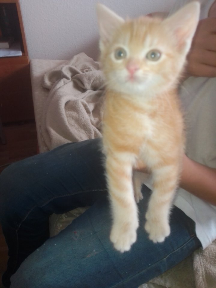 Katzen junges Männchen - Hauskatzen - Lutherstadt Wittenberg