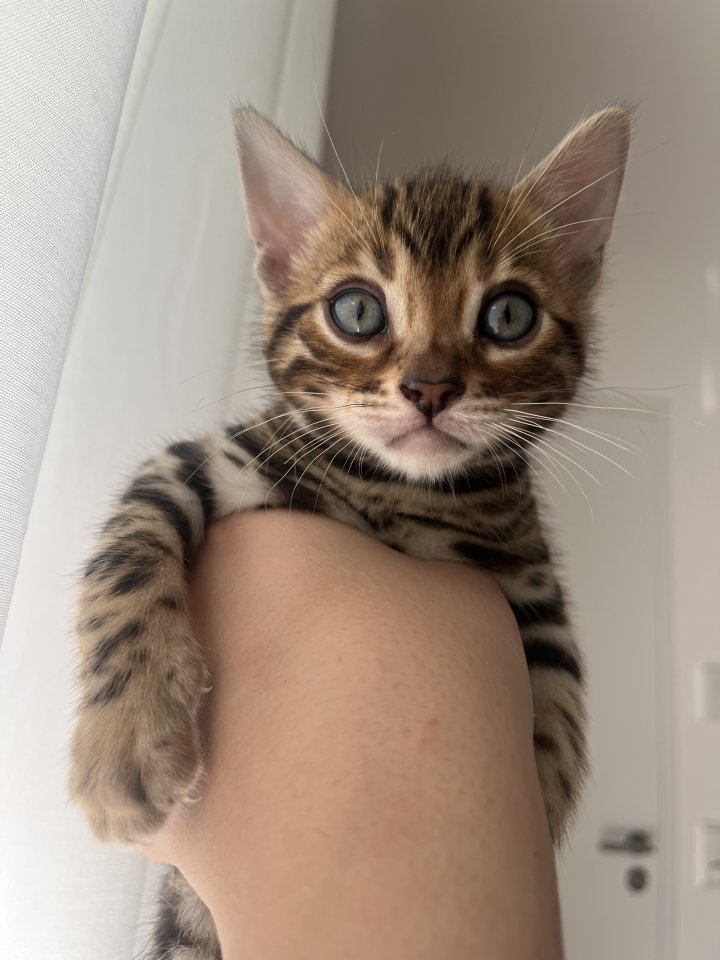 4 zuckersüße Bengal Kitten ? - Bengal - Augsburg 