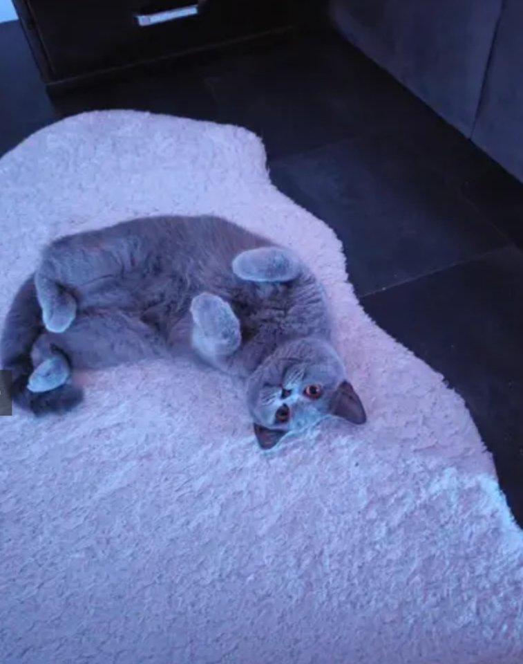 Bkh katze grau  liebevoll - British Kurzhaar - Moers