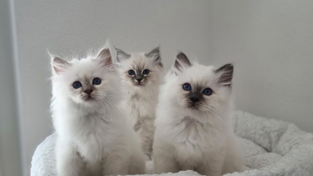 Heilige birma vom Pfänderblick - Birma - Amtzell