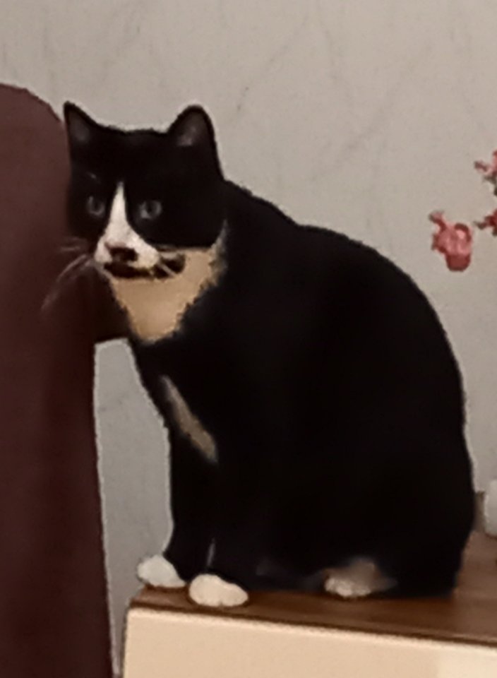 Einzelplatz gesucht !! - Hauskatzen - Bad bevensen