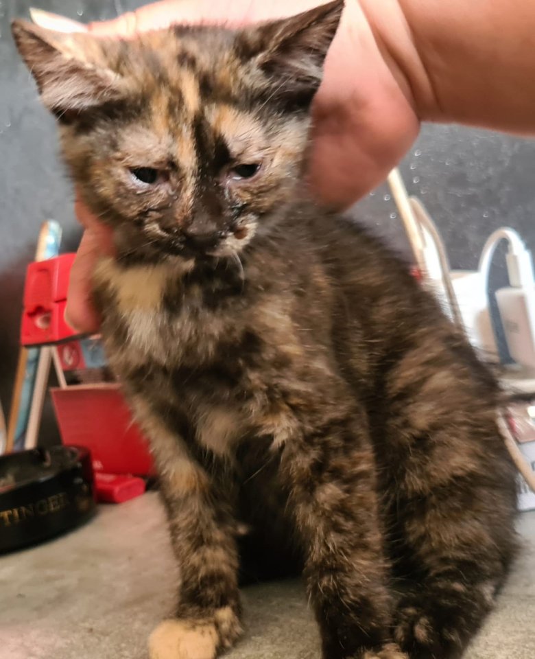 12 Wochen alte Glückskätzchen zur Abgabe bereit - Hauskatzen - Bleicherode