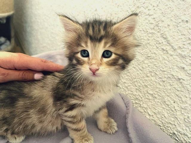 Reinrassige Norwegerkitten mit Ahnentafel - Norwegische Waldkatze - stöttwang