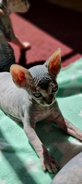 Reinrassige Canadian Sphynx Katzenbabys - Sphynx - Engelskirchen
