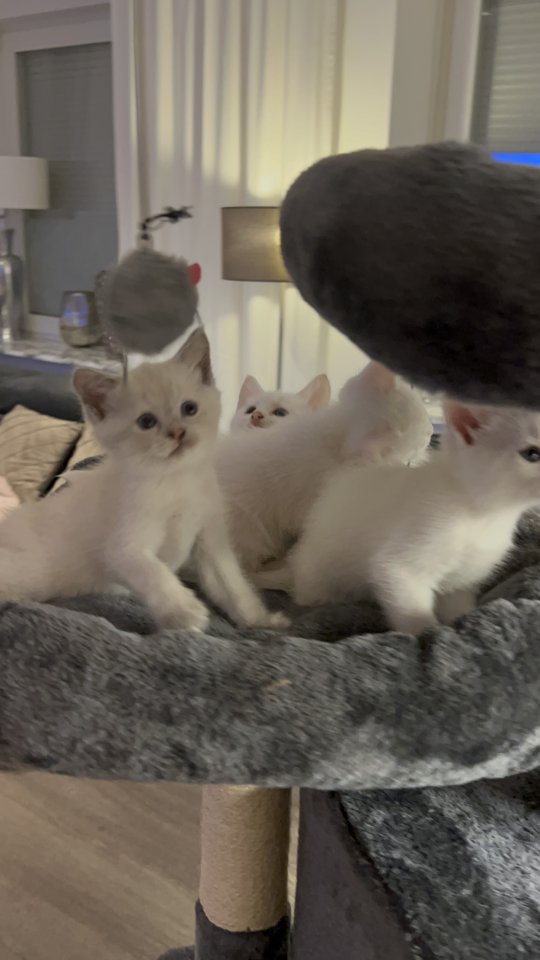 Türkisch angora Kitten - Angora - Krefeld