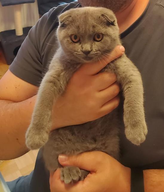 Scottish Fold Katze (7 Monate Alt) - British Kurzhaar - München