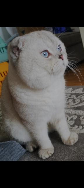 Scottish fold Kater 1 Jahr alt  - Scottish Fold - Offenbach am Main
