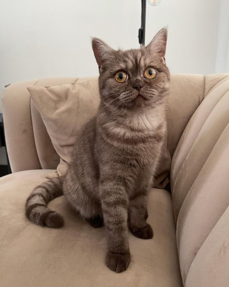 Weibliches Bkh-Kätzchen. - British Kurzhaar - Weiden