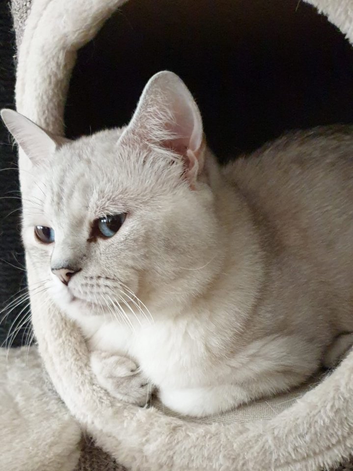 Deck Kater,2 Jahren BKH Hellgrau mit Blauen Augen - Deckkater - Reichenbach