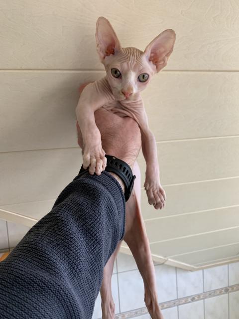 2 Kanadian Sphynx Mädchen  - Sphynx - Gemünden