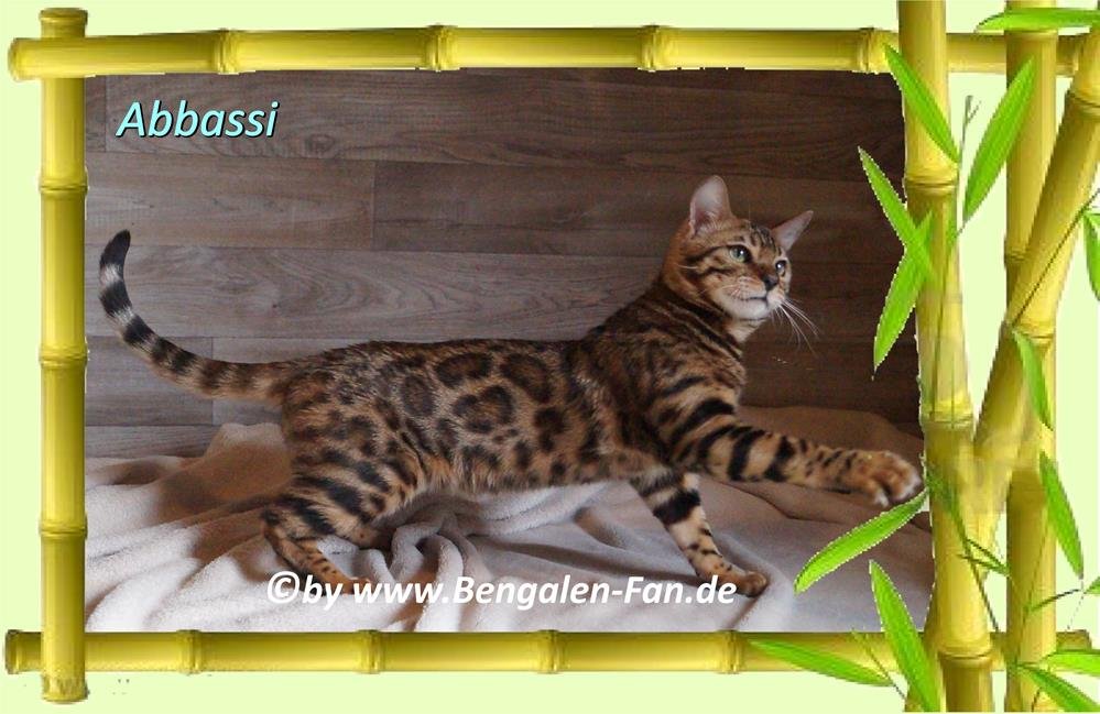 Bengal Kater Abbassi immer gut gelaunt, fröhlich und lieb! - Bengal - Wittmund