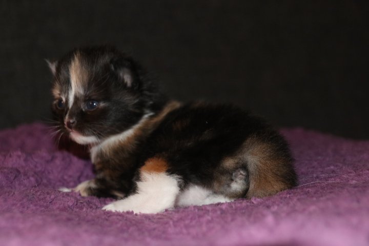 Sibirische Waldkatzen Kitten Kater Katze - Sibirische Katze - Wassenberg