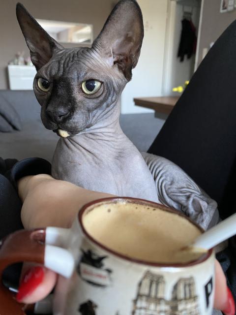 Sphynx Kater - Sphynx - Schwalbach am Taunus