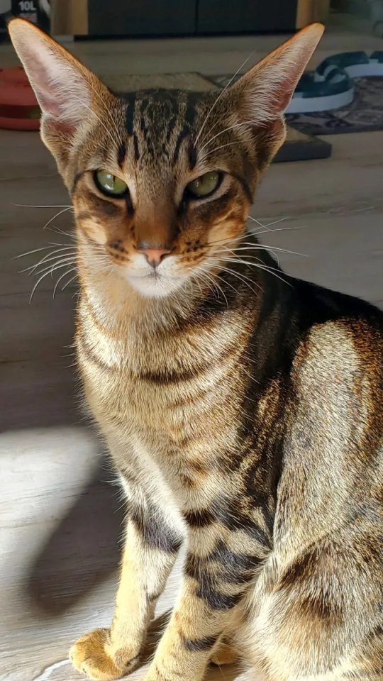 Biete Deckkater / Kater / Katze zum Decken / Deckkatze / OKH / Abessinier - Deckkater - Sonthofen