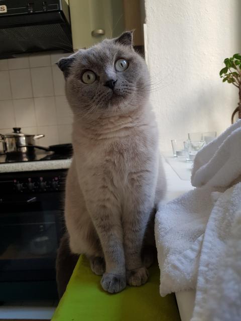 Britisch-Kurzhaar/scottish-fold-shorthair – Mischlingskatze, hellgrau   - Scottish Fold - Berlin