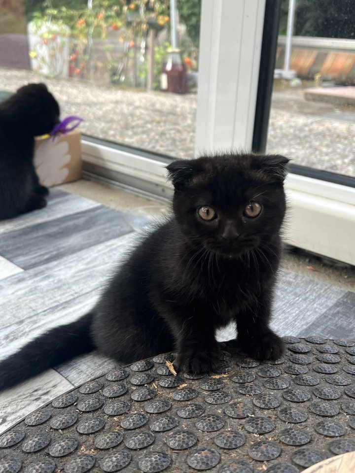 2 süße Kitten abzugeben in tierliebe Hände - Hauskatzen - Nürnberg 