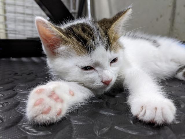 Selkirk Rex Mix Kitten - Selkirk Rex - Bielefeld Brackwede