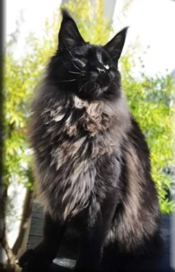 Traumkater sucht liebevolle Familie - Maine Coon - Mammendorf