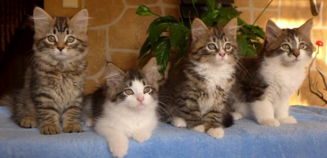 Sibirische Kätzchen mit Stammbaum - Sibirische Katze - Am Steingarten 14