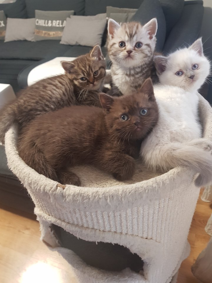 BKH Kitten Britisch Kurzhaar - British Kurzhaar - Anklam