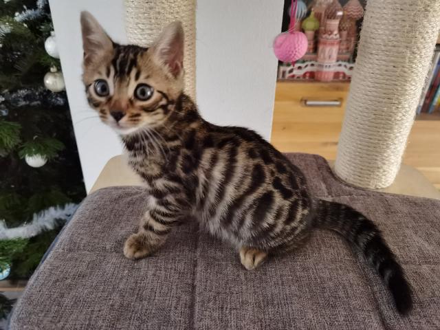 Bengal Kitten Männchen  - Bengal - Kamp-lintfort 