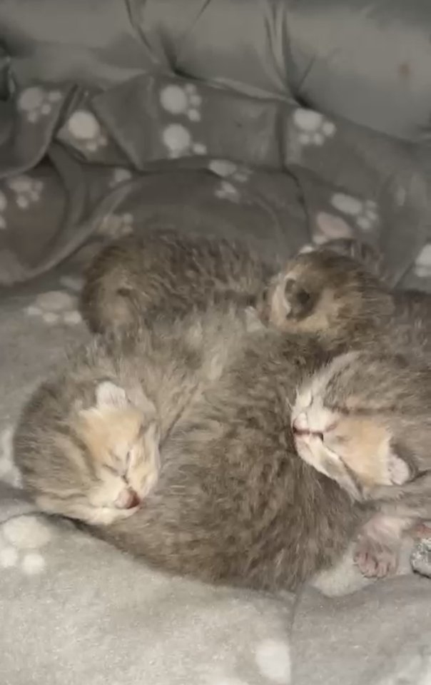Britisch Kurzhaar Kitten? - British Kurzhaar - Berlin