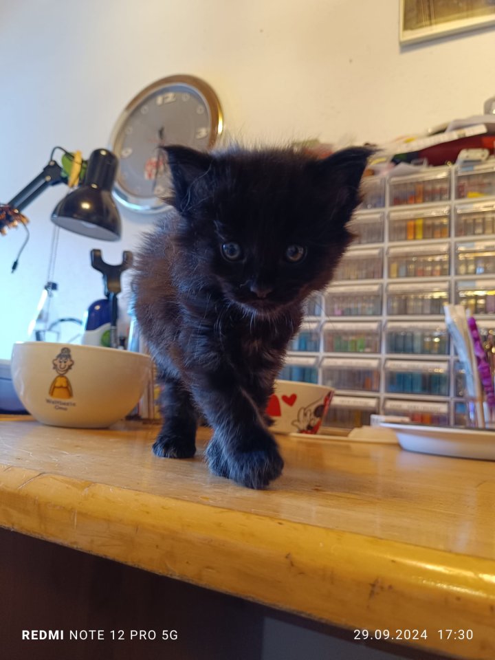 Maine Coon Kater zu verkaufen - Maine Coon - Obermeitingen